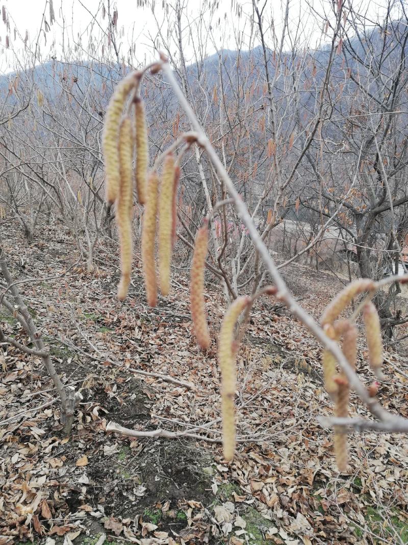售平欧大果榛子苗自己家繁育品种纯正
