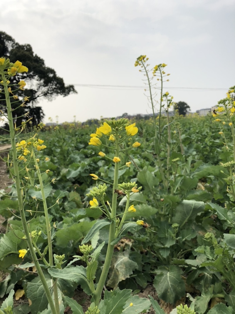菜籽油农家自己种批发