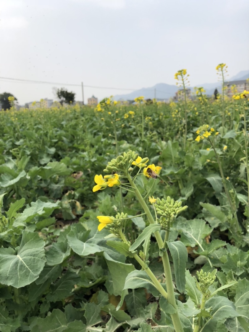 菜籽油农家自己种批发