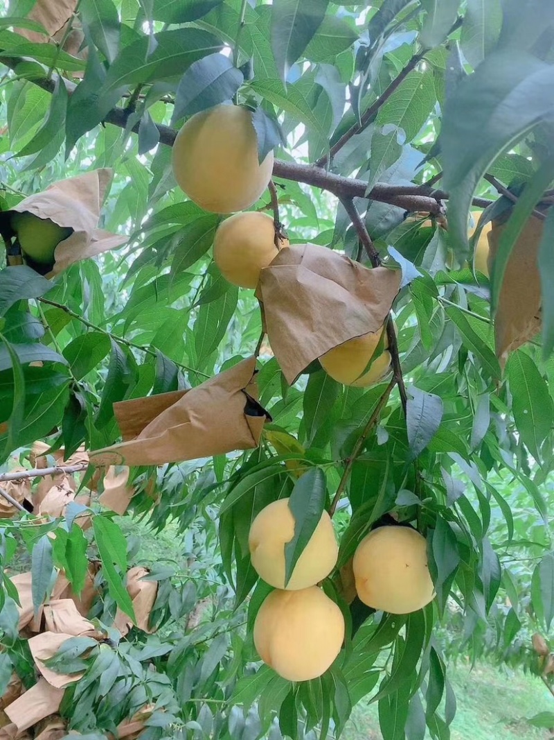 水果套袋，桃子袋，桃子套袋专用袋包桃子袋子桃子果袋桃袋