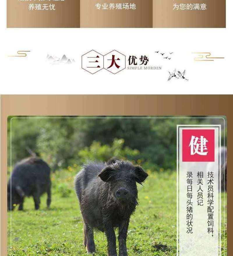商品藏香猪，藏香猪养殖基地，供应藏香猪商品