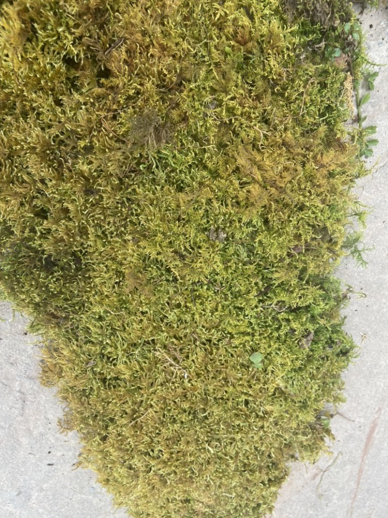 青苔藓有各种各样的青苔