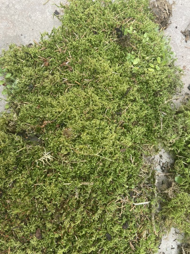 青苔藓有各种各样的青苔