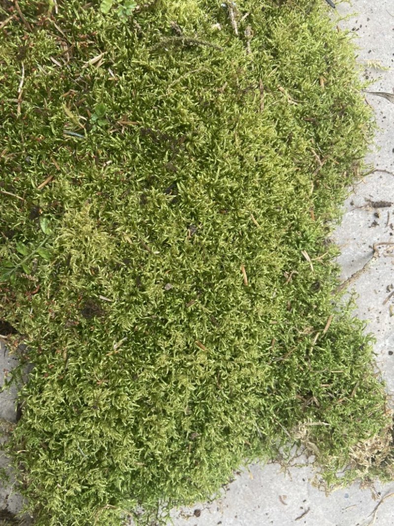 青苔藓有各种各样的青苔