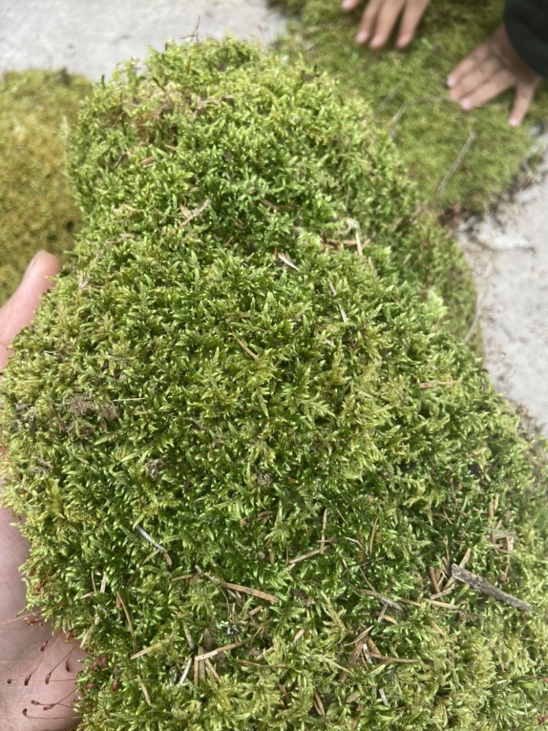 青苔藓有各种各样的青苔
