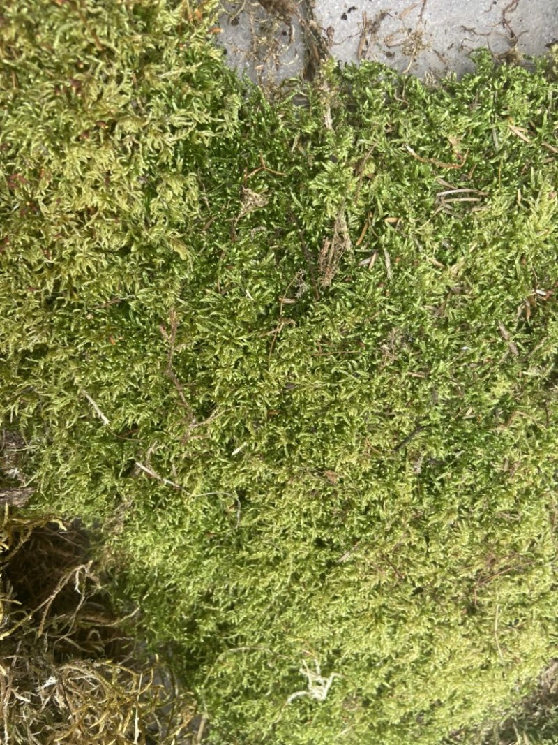 青苔藓有各种各样的青苔