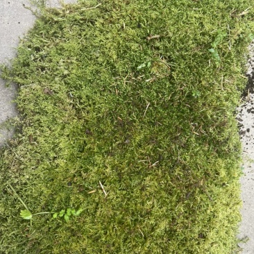 青苔藓有各种各样的青苔