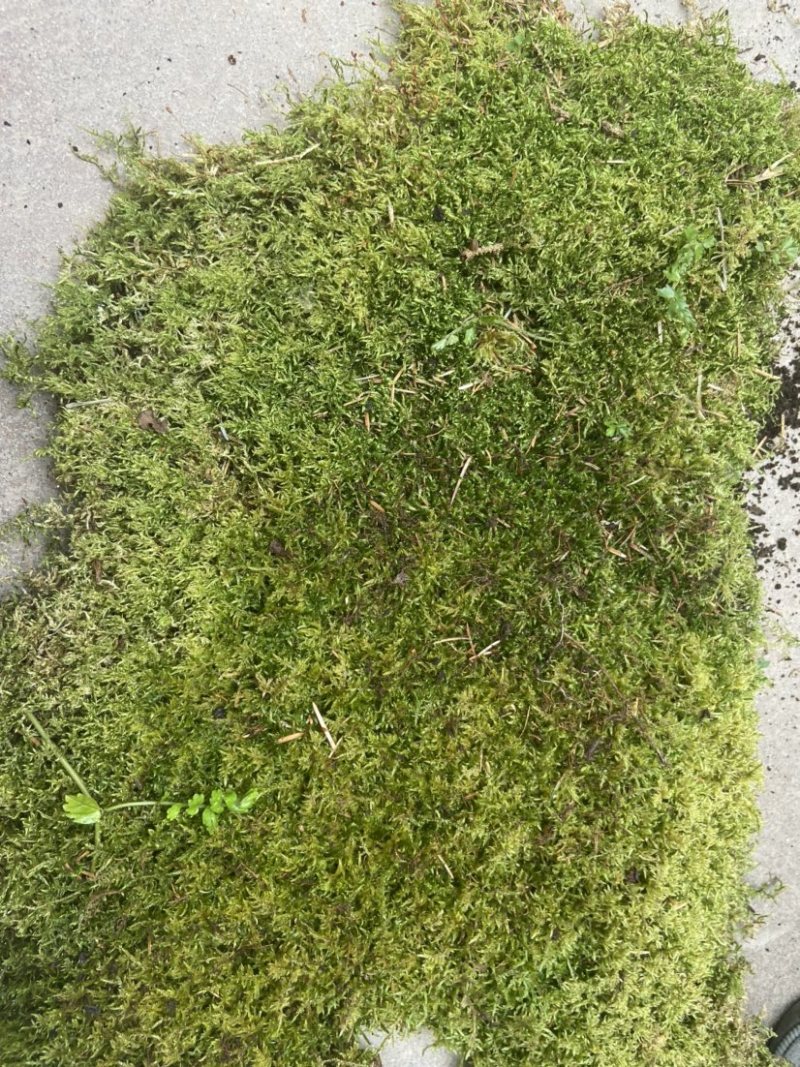 青苔藓有各种各样的青苔