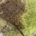 青苔藓有各种各样的青苔