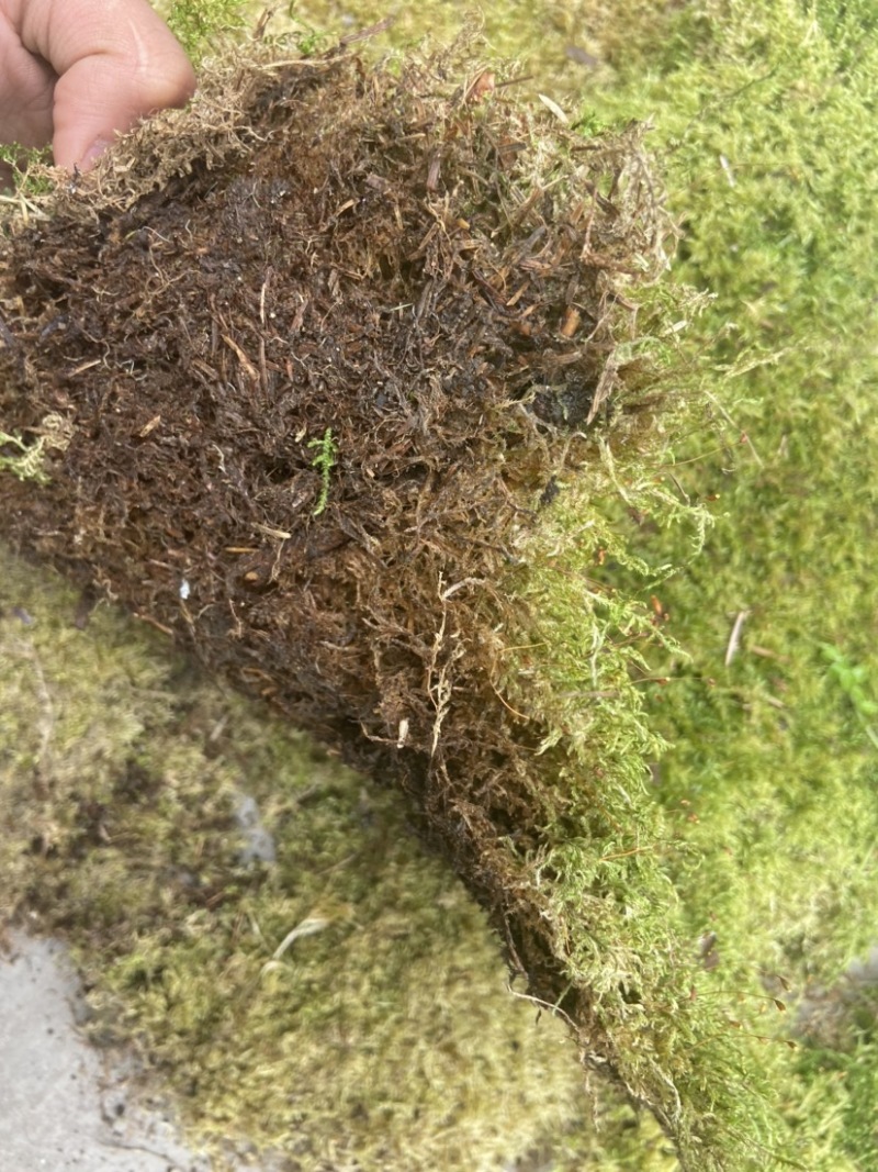 青苔藓有各种各样的青苔