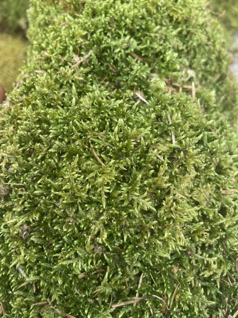 青苔藓有各种各样的青苔