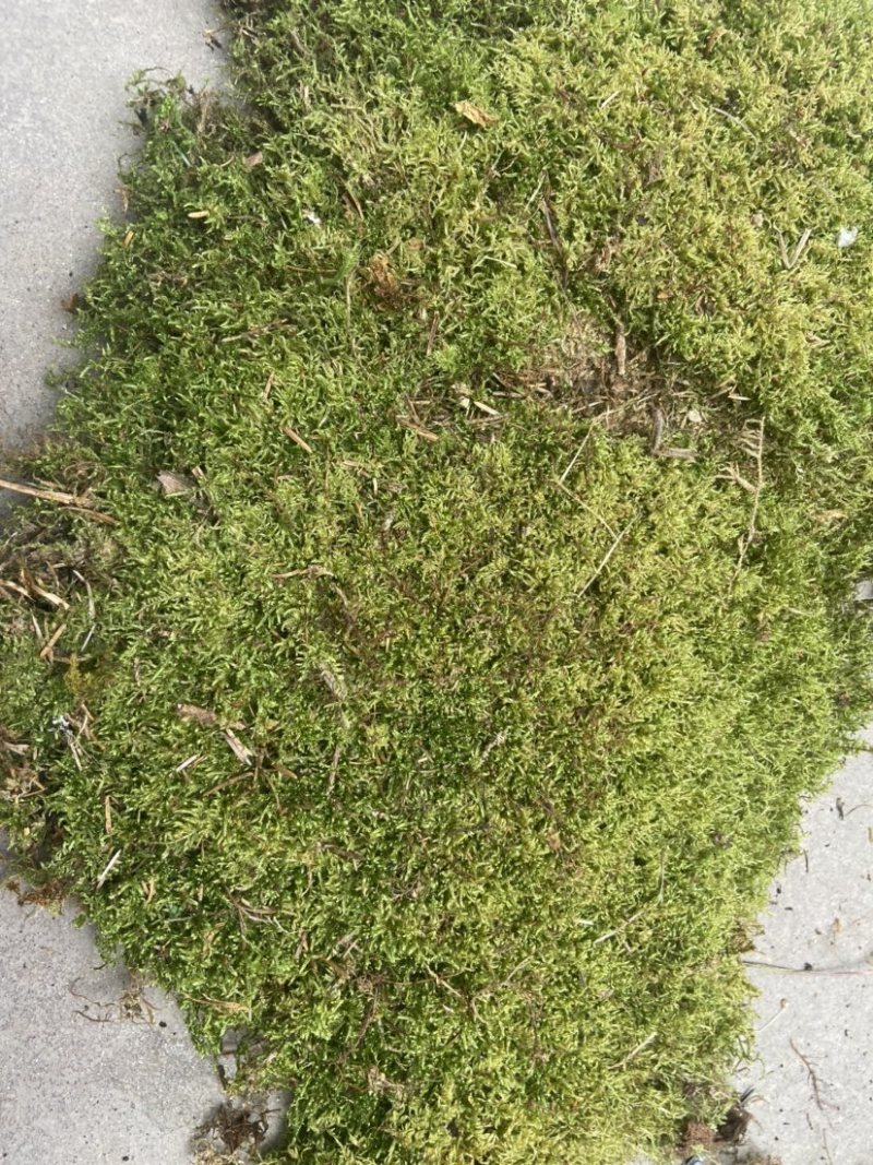 青苔藓有各种各样的青苔