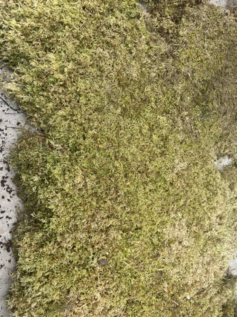 青苔藓有各种各样的青苔