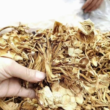 广昌4号茶树菇干货茶树菇特产店跑江湖热卖产品