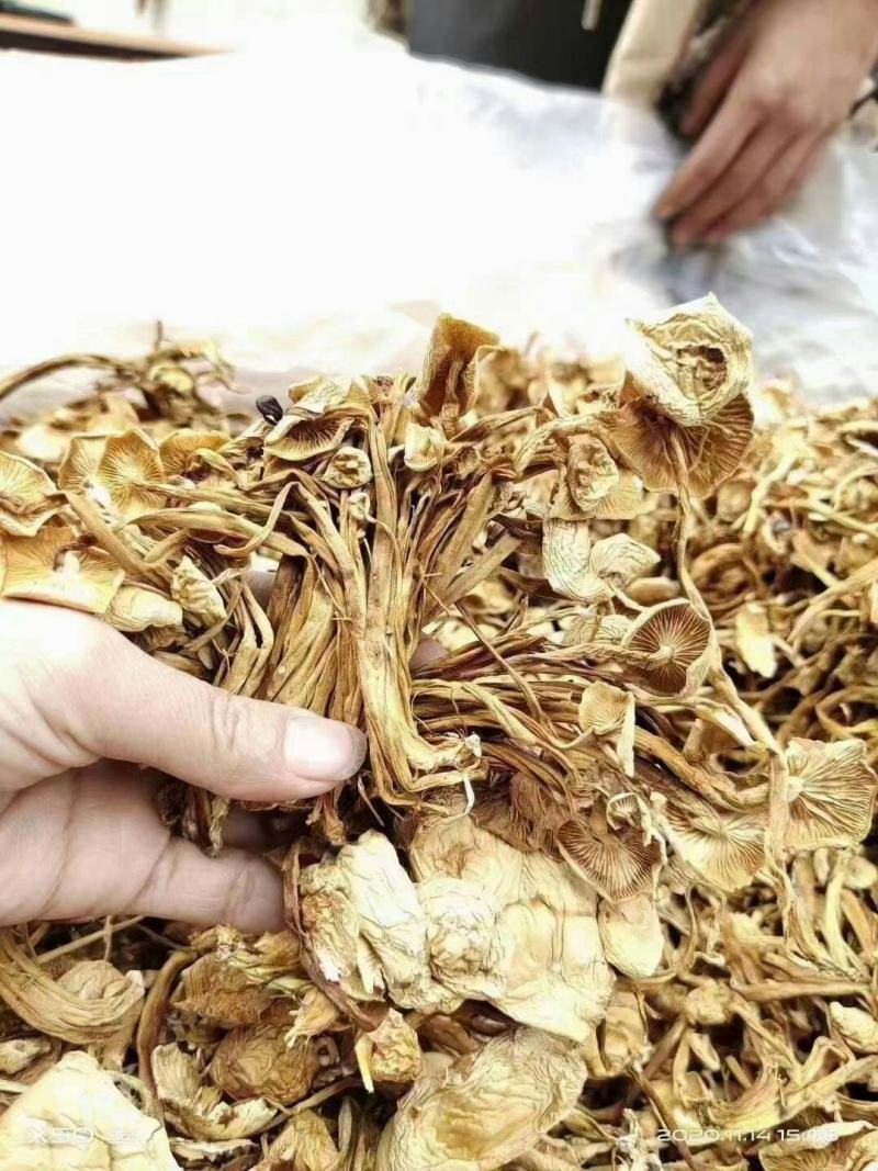广昌4号茶树菇干货茶树菇特产店跑江湖热卖产品