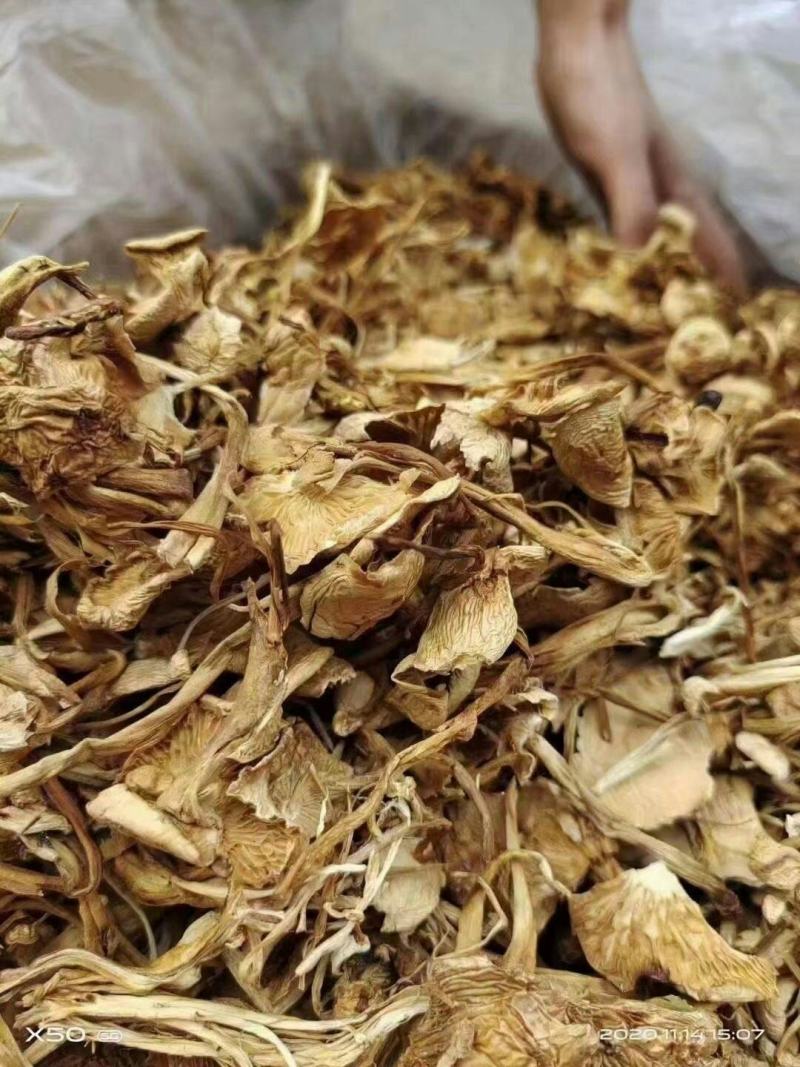 广昌4号茶树菇干货茶树菇特产店跑江湖热卖产品