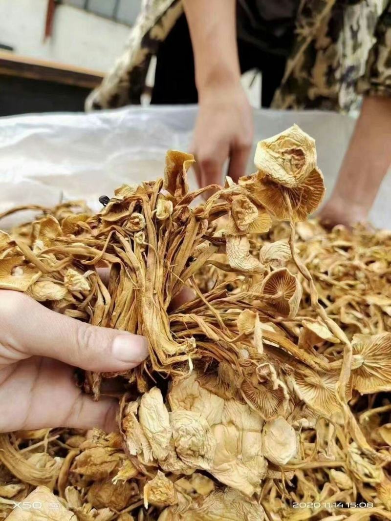 广昌4号茶树菇干货茶树菇特产店跑江湖热卖产品
