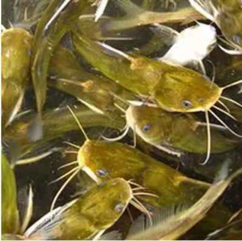 黄骨鱼苗养殖品种好生长速度快周期短提供技术支持