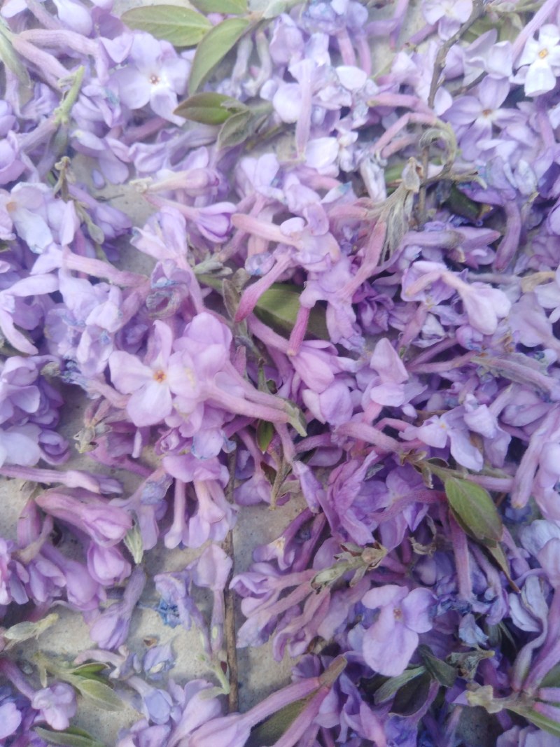 芫花野生干品，药用芫花，药鱼花，头痛花要大货的连系我，，