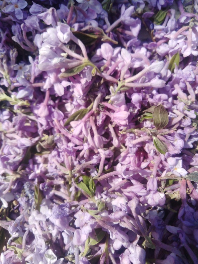 芫花野生干品，药用芫花，药鱼花，头痛花要大货的连系我，，