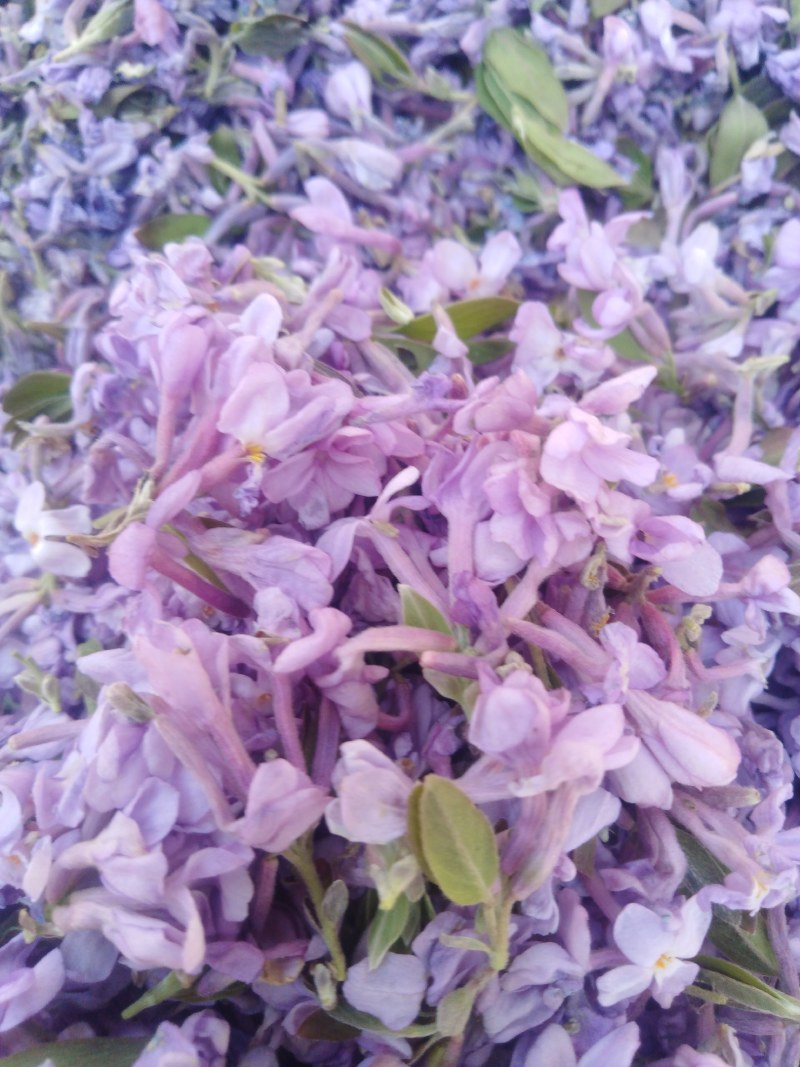 芫花野生干品，药用芫花，药鱼花，头痛花要大货的连系我，，