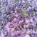 芫花野生干品，药用芫花，药鱼花，头痛花要大货的连系我，，