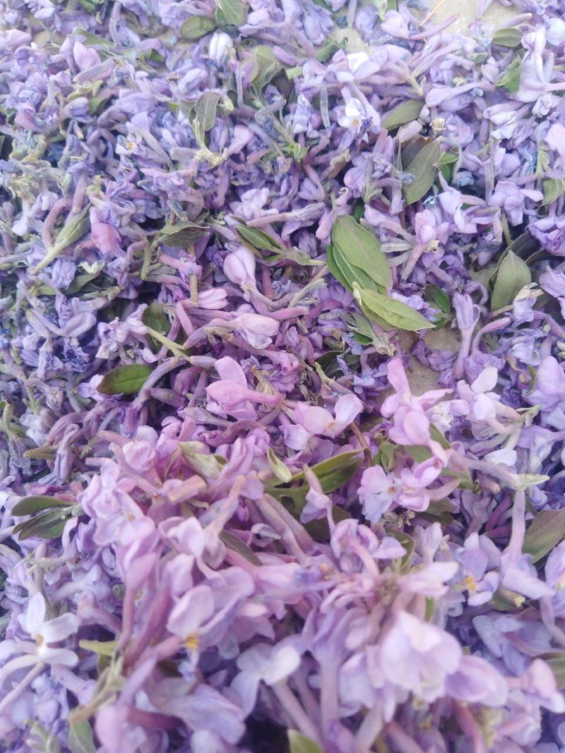 芫花野生干品，药用芫花，药鱼花，头痛花要大货的连系我，，