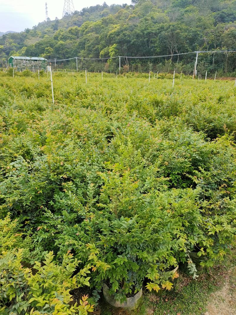 嘉宝果（树葡萄）60-1米-2米高度大量供应