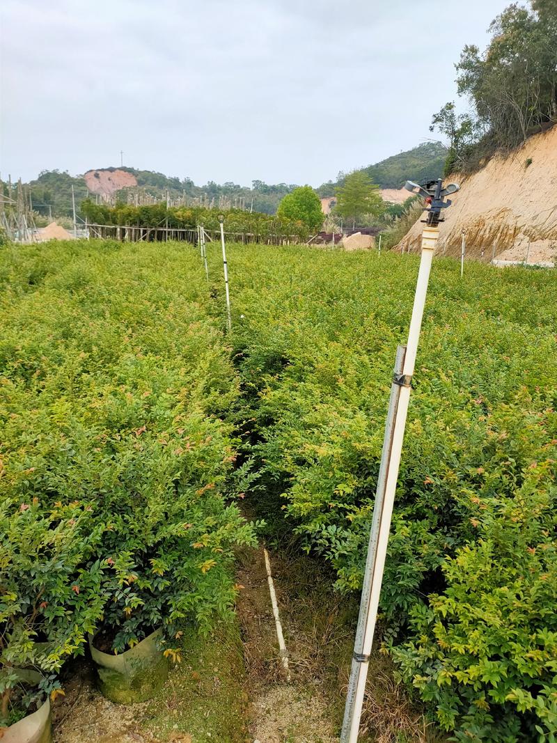 嘉宝果（树葡萄）60-1米-2米高度大量供应