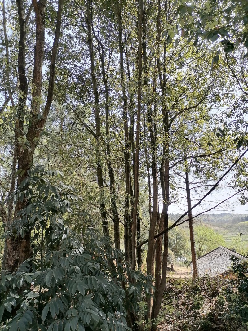 香樟树，15-40公分的单杠丛生长期供应，树型好，包上车