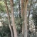 香樟树，15-40公分的单杠丛生长期供应，树型好，包上车