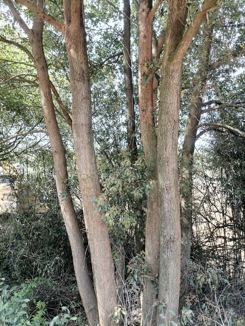 香樟树，15-40公分的单杠丛生长期供应，树型好，包上车
