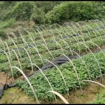 南板蓝根（又称马蓝）