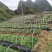南板蓝根（又称马蓝）