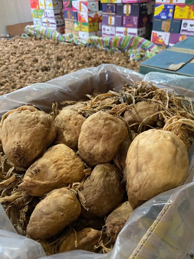 本地大头菜，量大价优，欢迎垂询