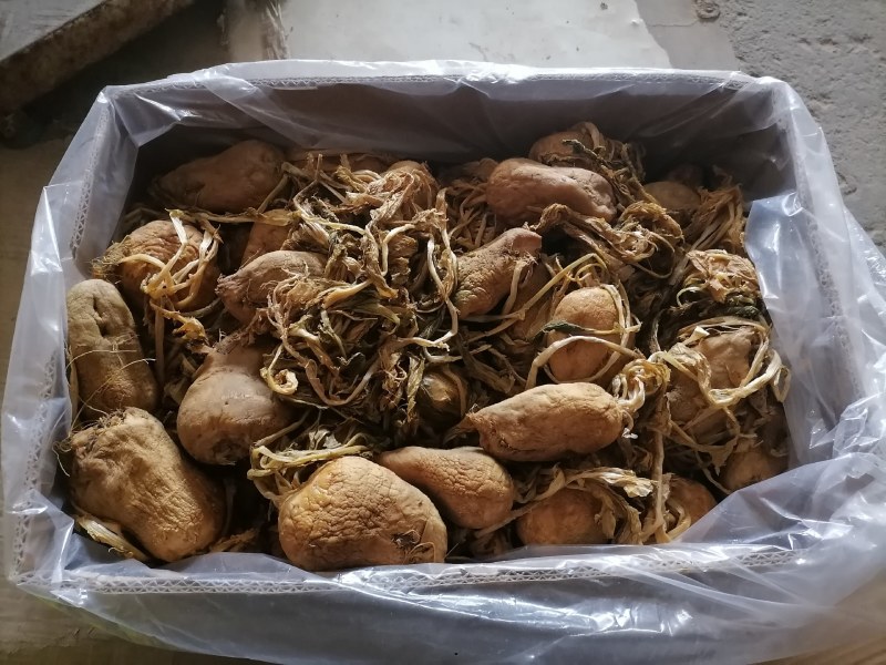 本地大头菜，量大价优，欢迎垂询