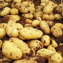 黄心土豆，自己种的，5斤起