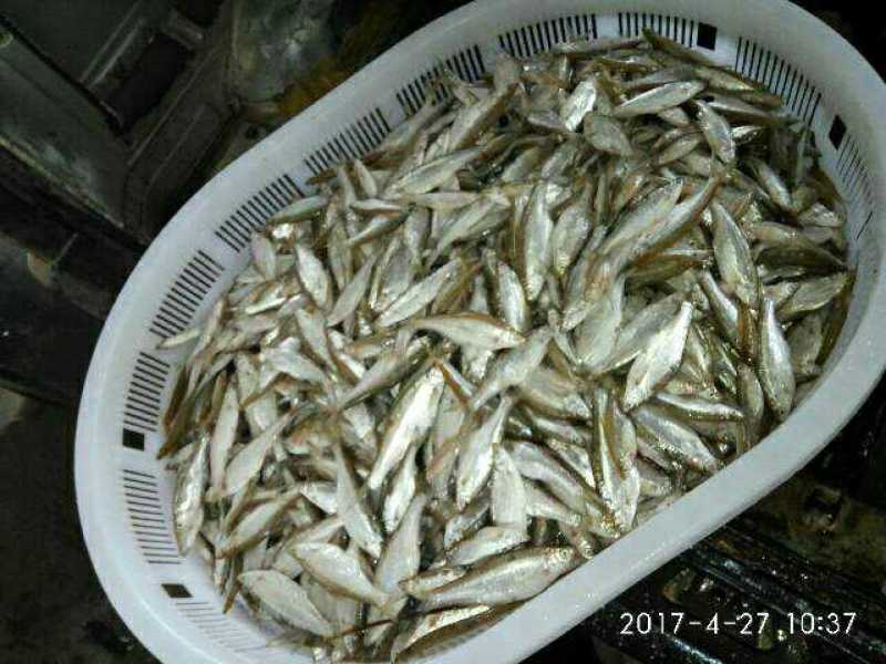 各种规格兰刀鱼可冰鲜，可油榨，按需预定