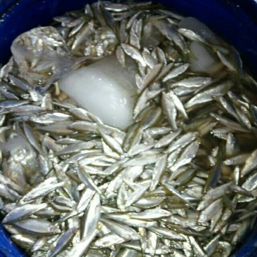 各种规格兰刀鱼可冰鲜，可油榨，按需预定