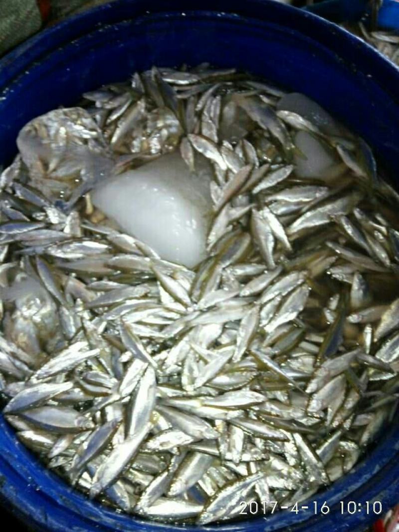 各种规格兰刀鱼可冰鲜，可油榨，按需预定