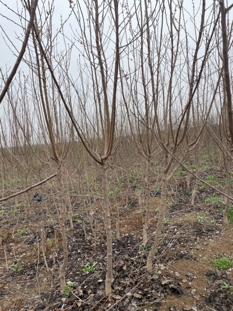 3-6公分杏树，苗圃直销，金太阳，凯特杏，珍珠杏