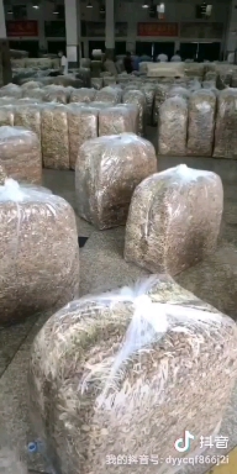 茶树菇可以干锅炖汤，炒菜清香脆爽老少皆宜。