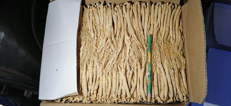 人参【火爆中】生晒白参长白山人参500g干货6年