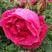 食用玫瑰苗墨红滇红叶水清秀根系发达常年供应量大从优