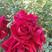 食用玫瑰苗墨红滇红叶水清秀根系发达常年供应量大从优