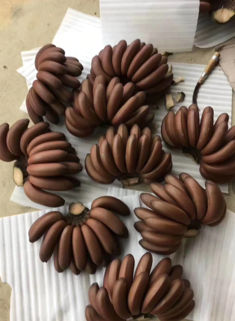 [热销]新品种红香蕉苗红美人香蕉苗正品苗