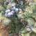蓝莓，莱克西，公爵，绿宝石，奥尼尔，大量现货