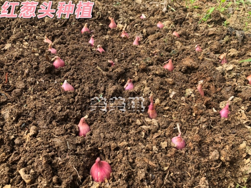正宗缅甸小毛葱珠葱小洋葱🧅基地直供