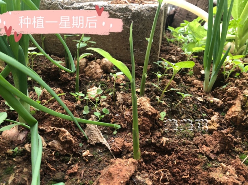 正宗缅甸小毛葱珠葱小洋葱🧅基地直供