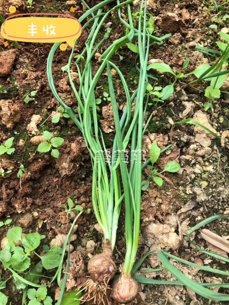 正宗缅甸小毛葱珠葱小洋葱🧅基地直供